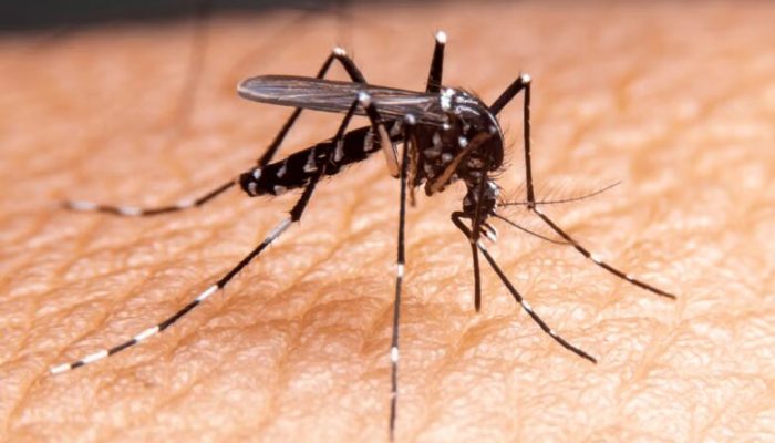 mosquito-780x470